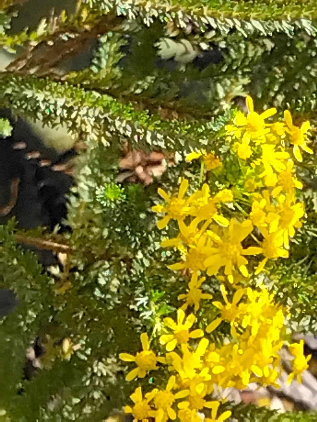 Euryops 12