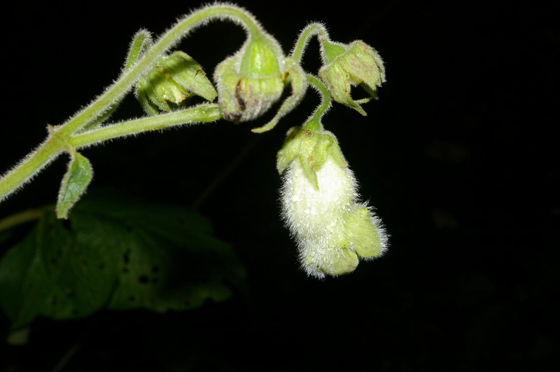 Kohleria 5