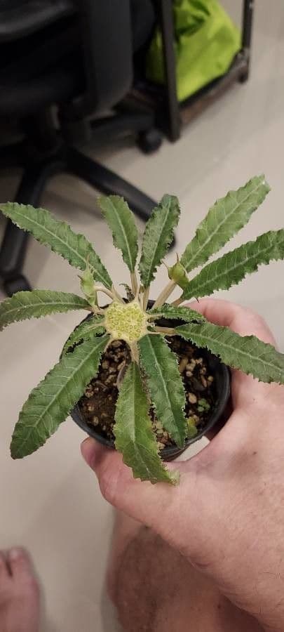 Dorstenia 8