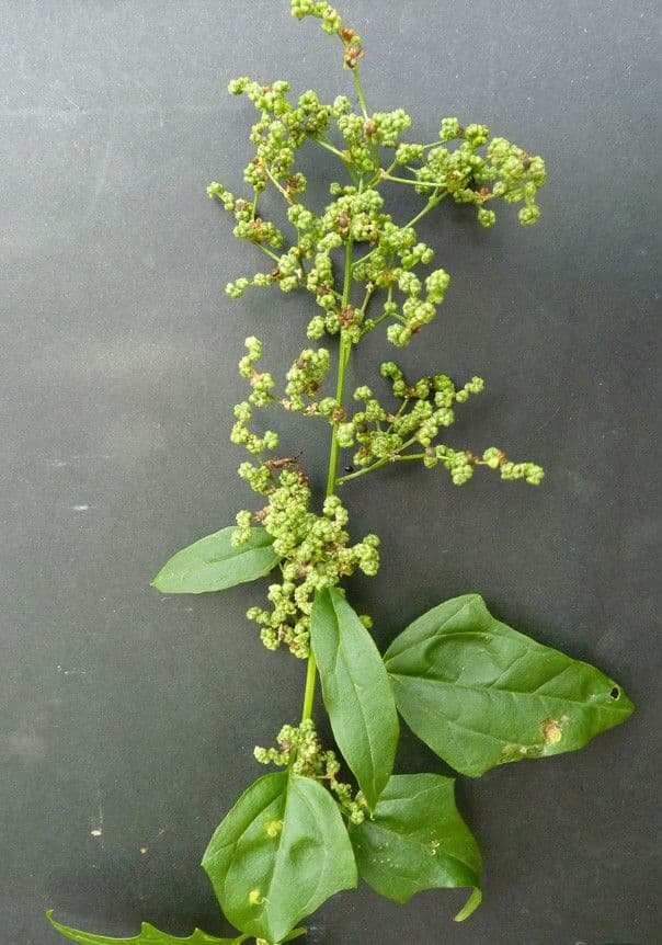 Chénopode hybride 15