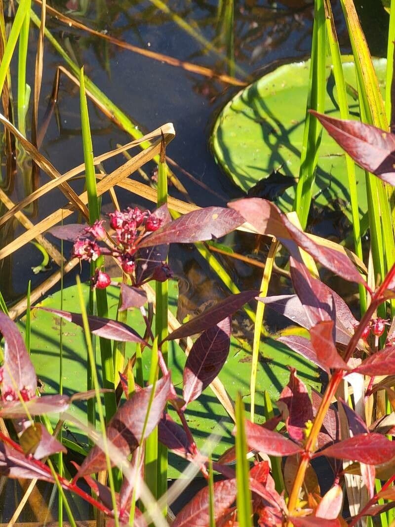 Decodon verticillato
