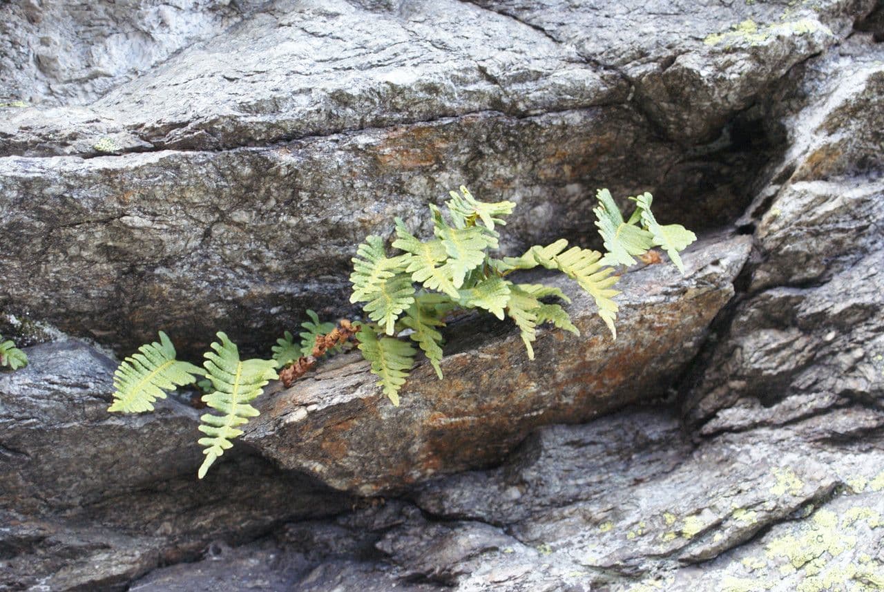 Polypode intermédiaire 13