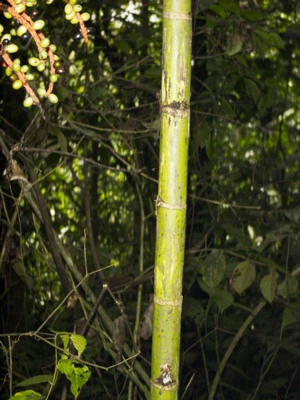 Palma tepejilote 21