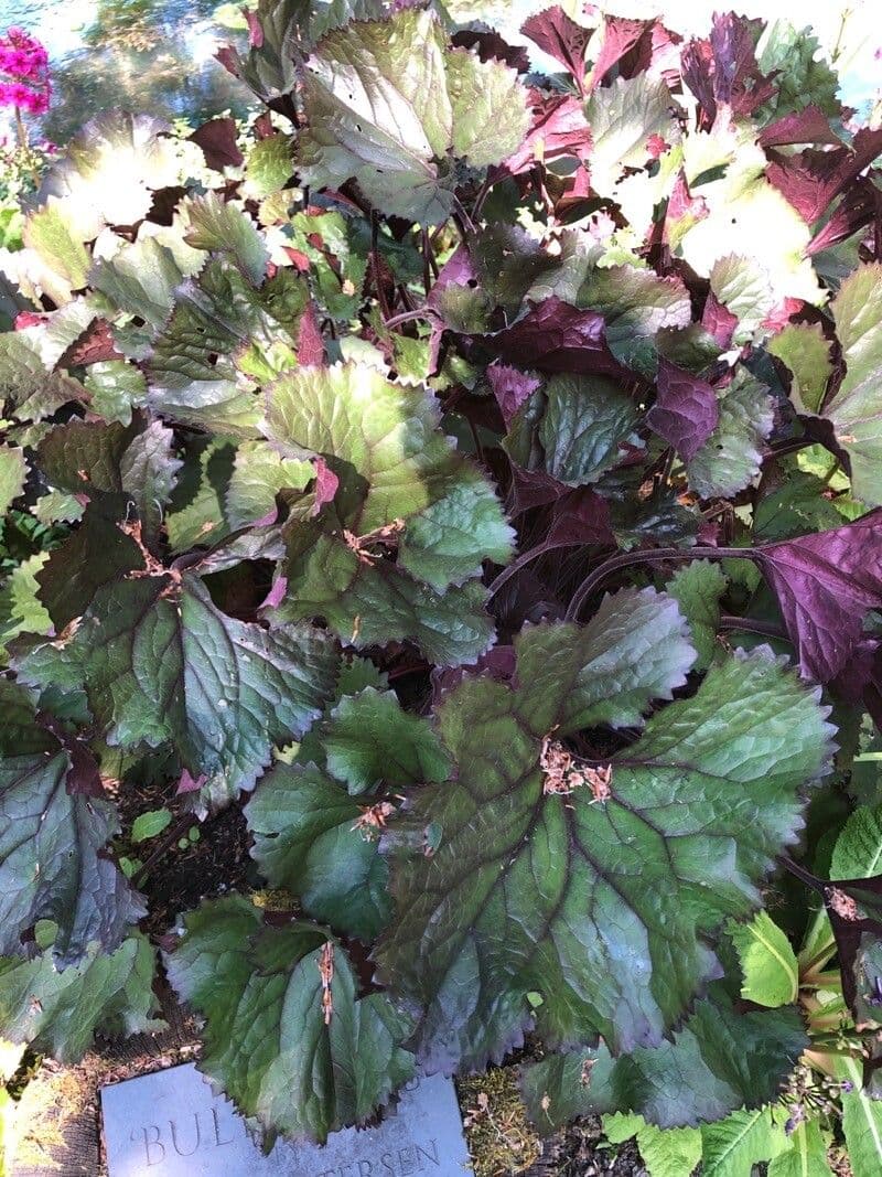 Ligularia dentata 11