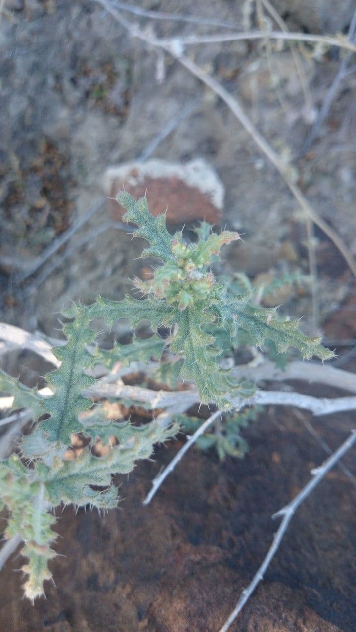 Cevallia 6