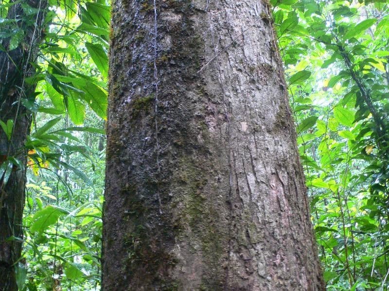 Erisma