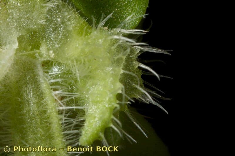 Valantia hispida 21