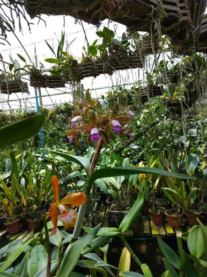 Cattleya maculata 3