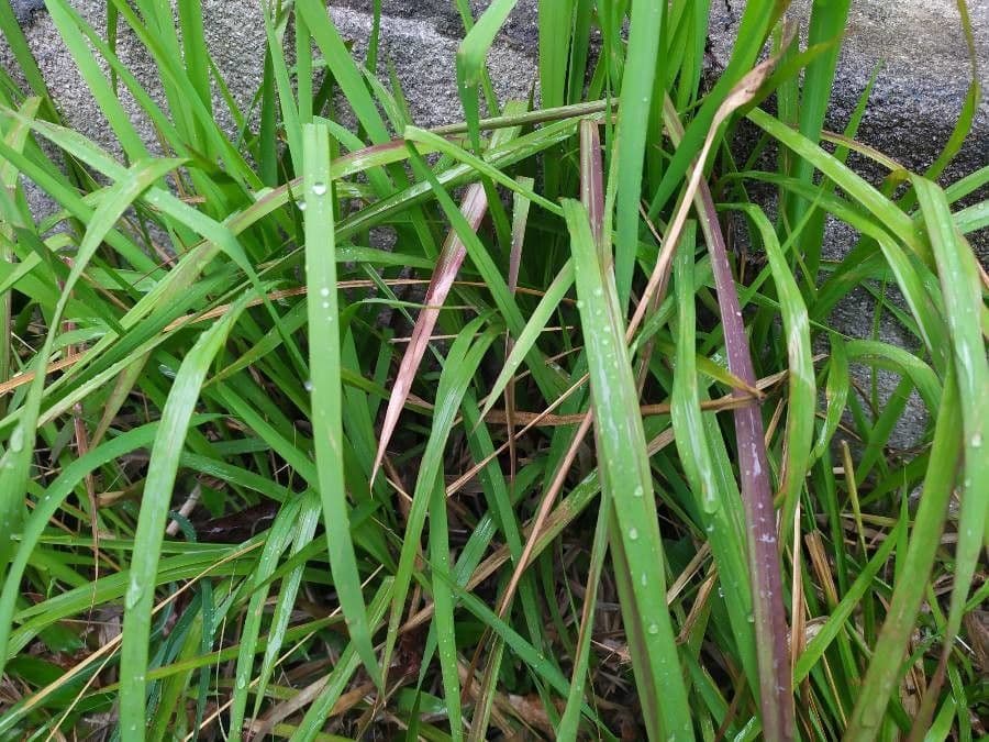 Chloris pycnothrix 8