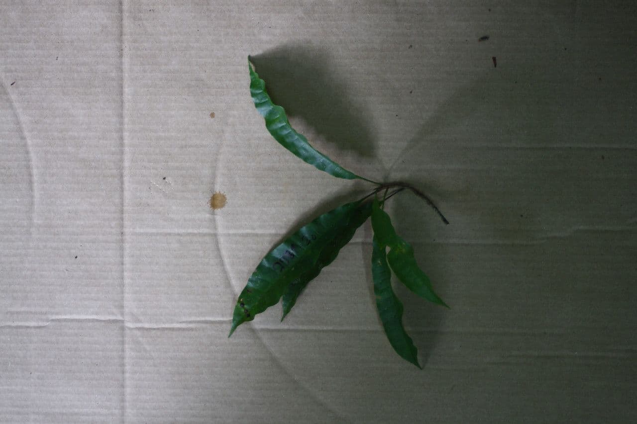 Spruce Cashew 2