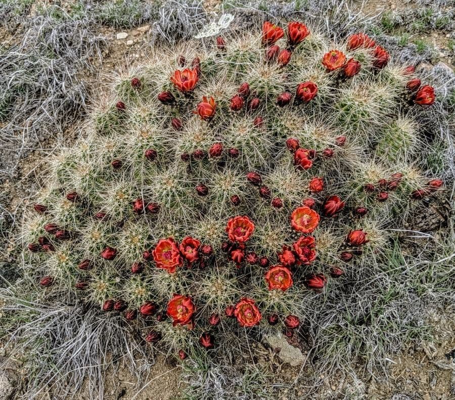 Cactus calice di rosa 4