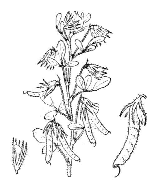 Groggelaria 22