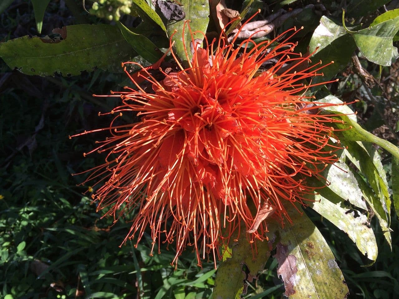 Brownea 9