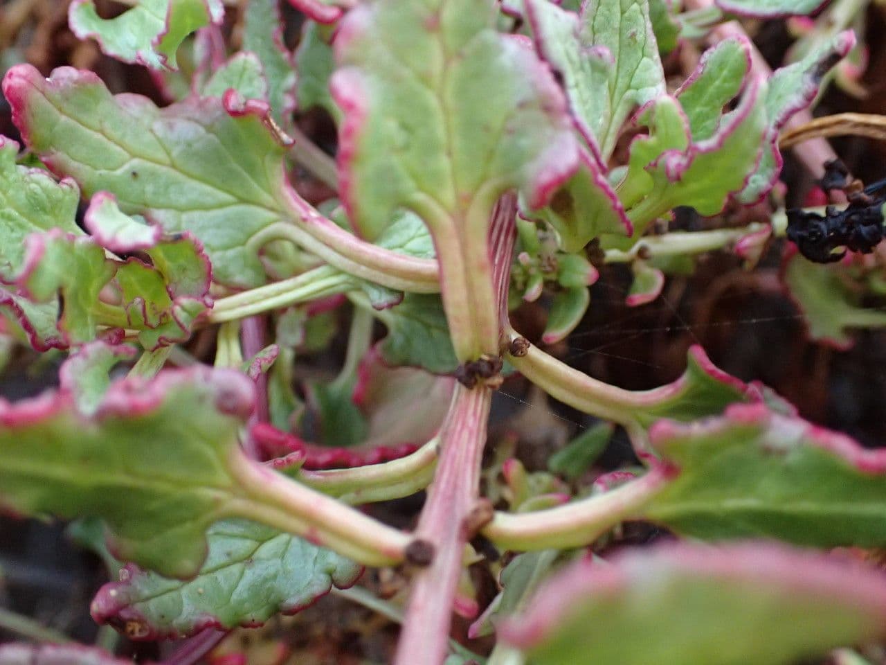 Patellifolia 4