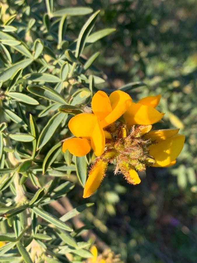 Adenocarpus decorticans