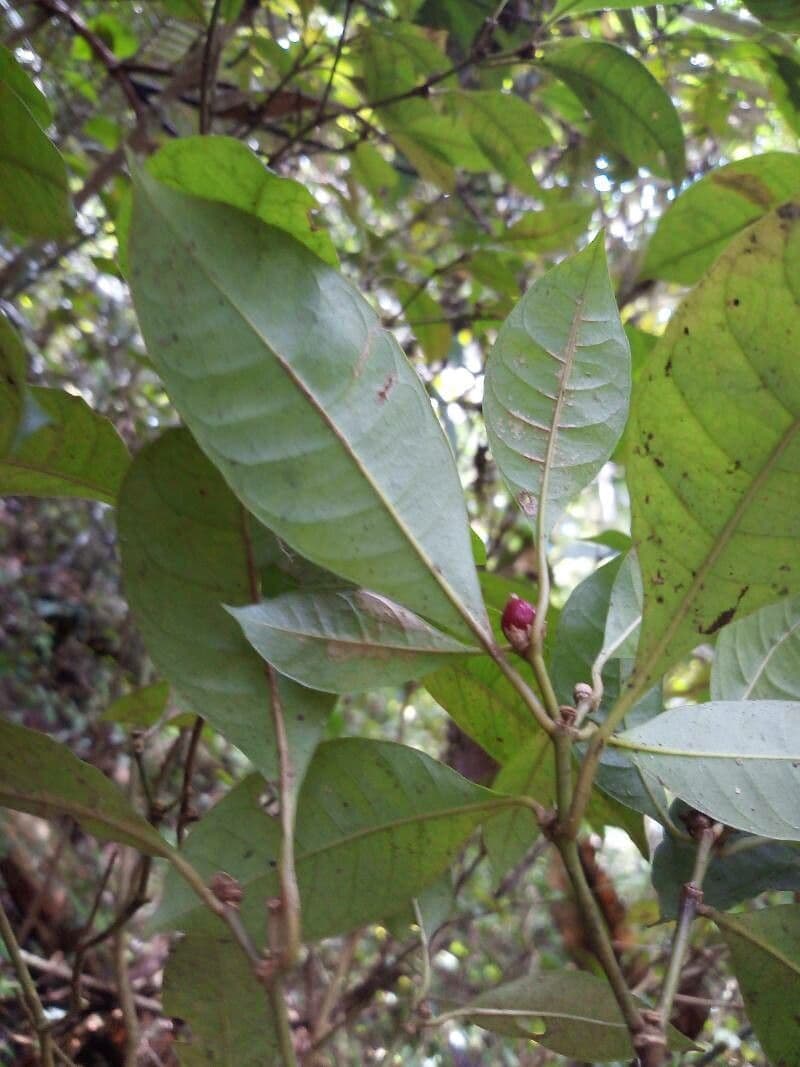 Eumachia 4