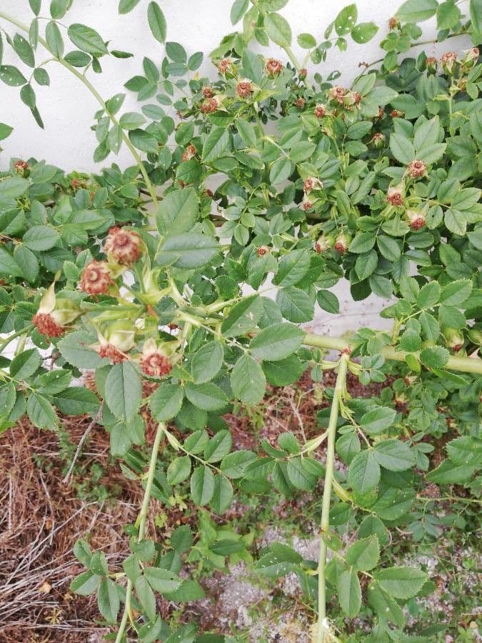 Rosa multiflora 16
