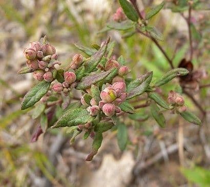 Paronychia fastigiata 2
