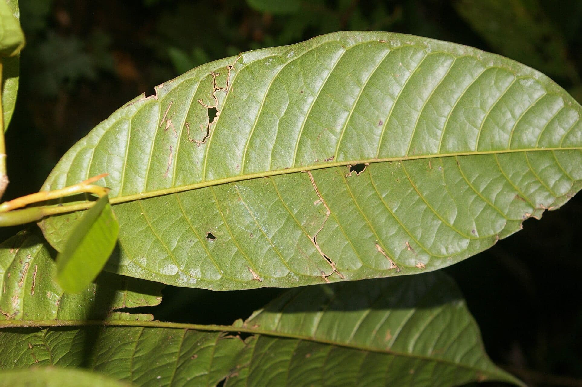 Anaxagorea 7