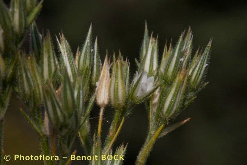 Minuartia glomerata