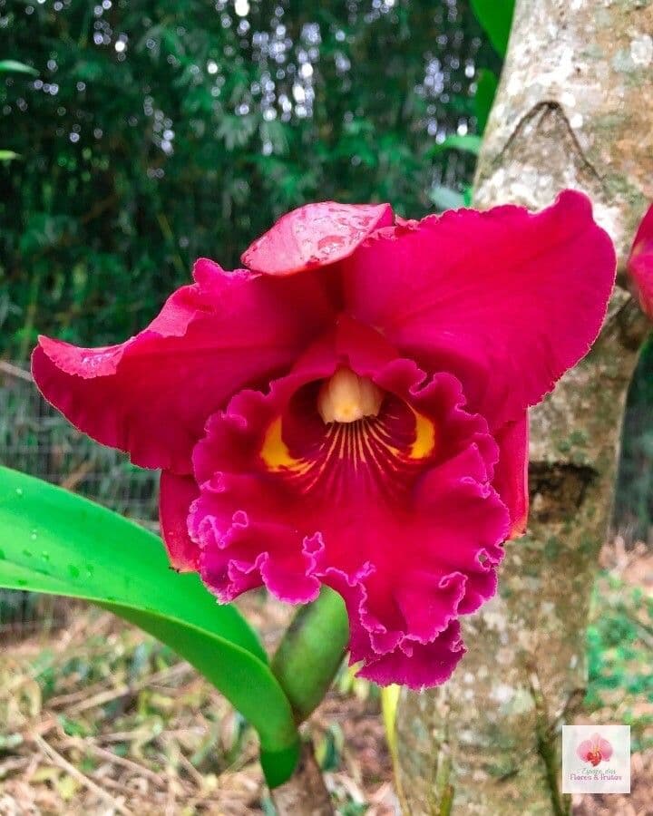 Cattleya di Lueddemann 3