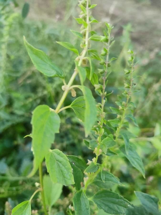 Scutellaria 18