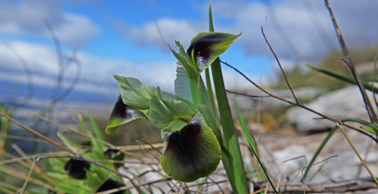 Iris tuberoso 9