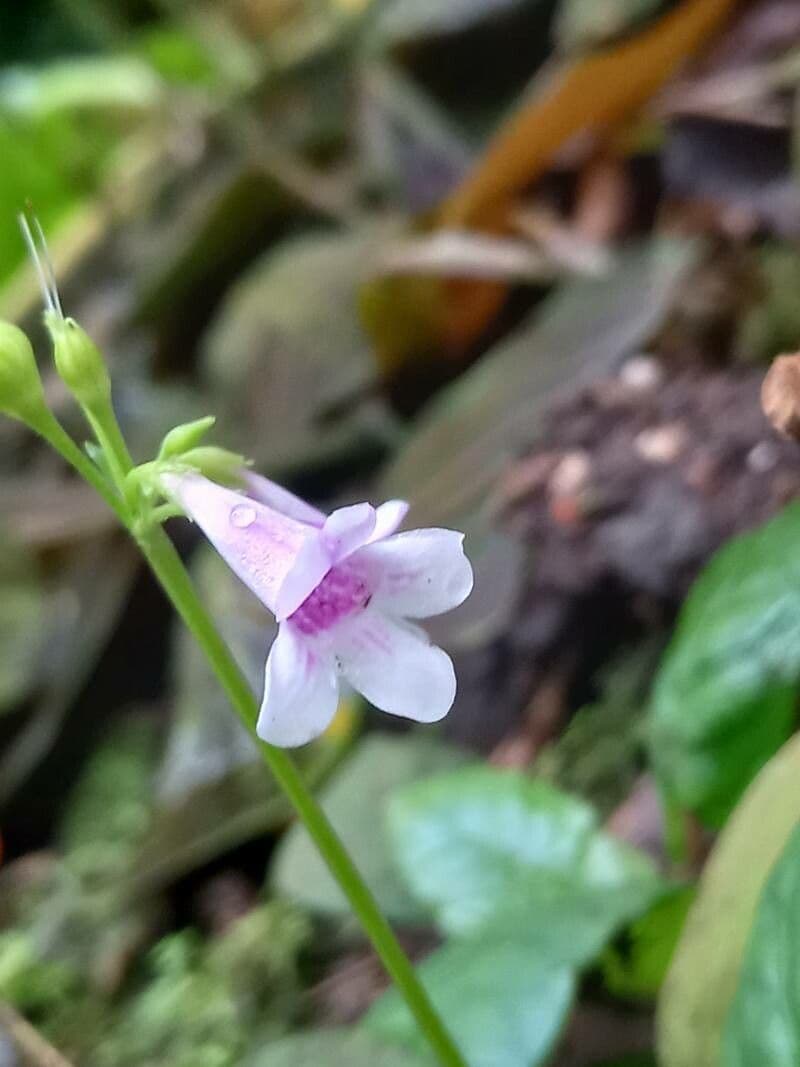 Tetranema
