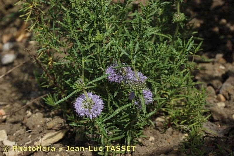 Menta cervina 17