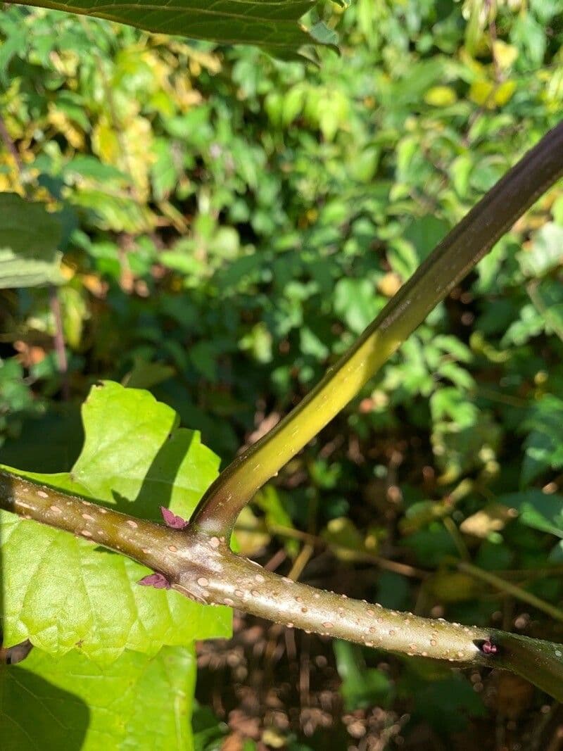 Gloria 24