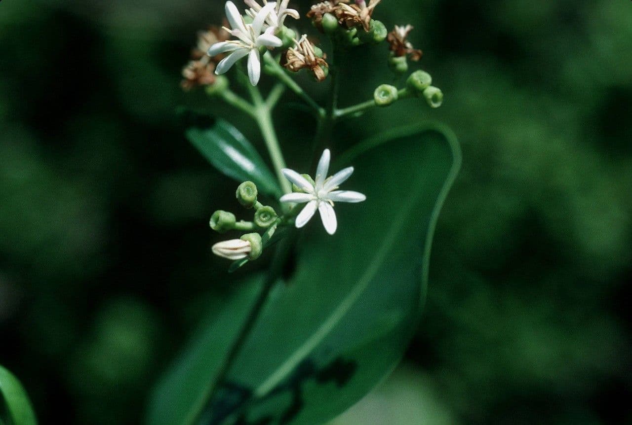 Erithalis fruticosa 7