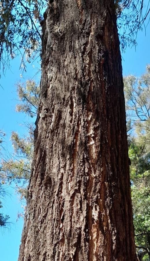 Eucalyptus siderophloia 3