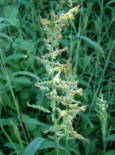 Setaria barbata 5