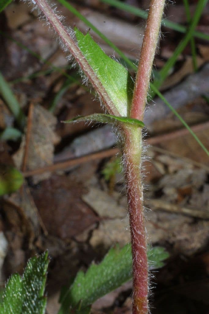 Potentilla simplex 21