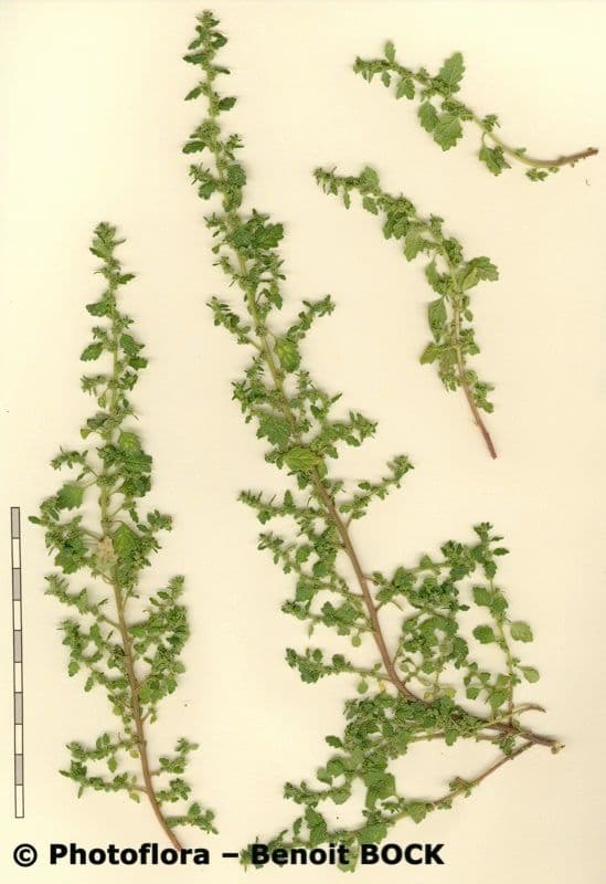 Chenopodio 21