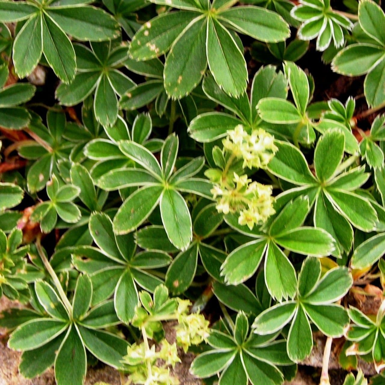 Przytulia 6