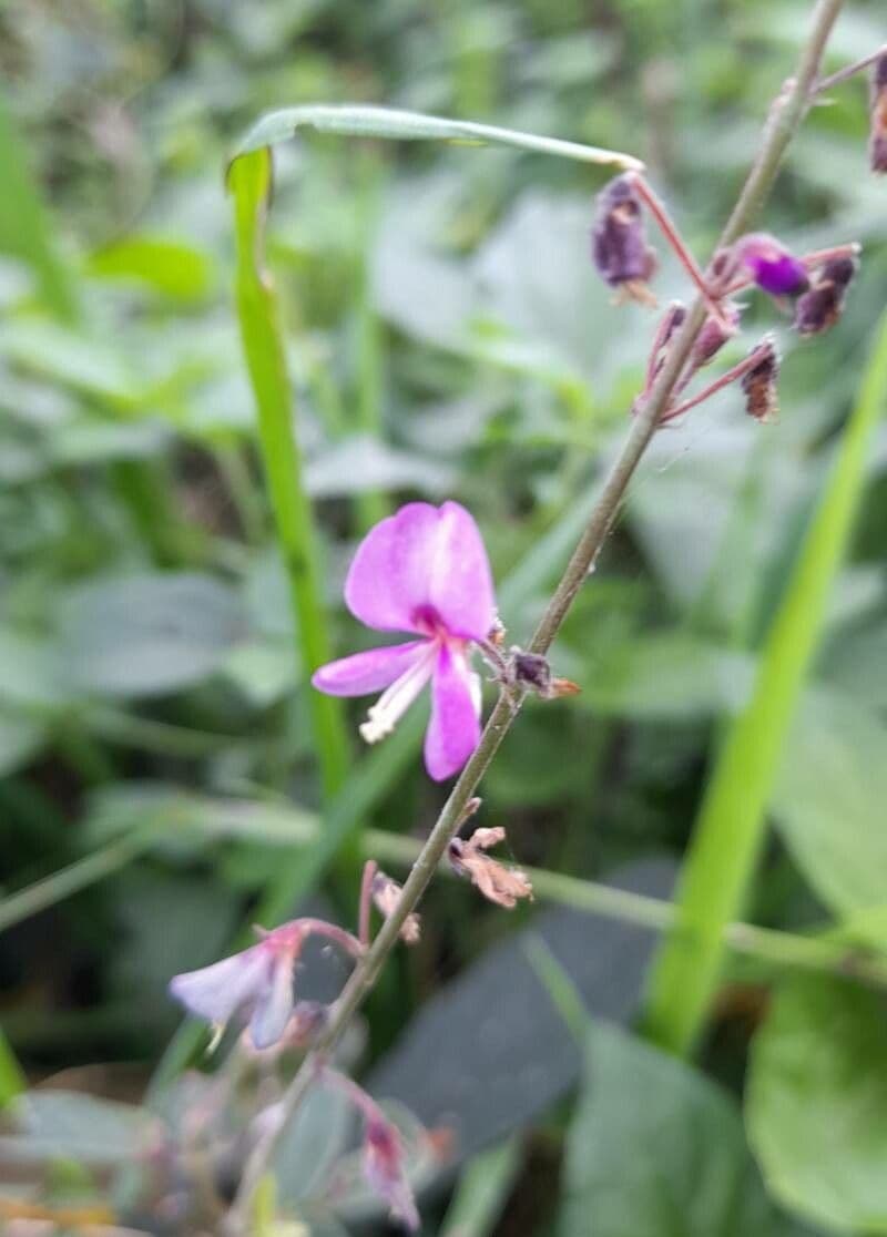 Desmodium uncinatum 4