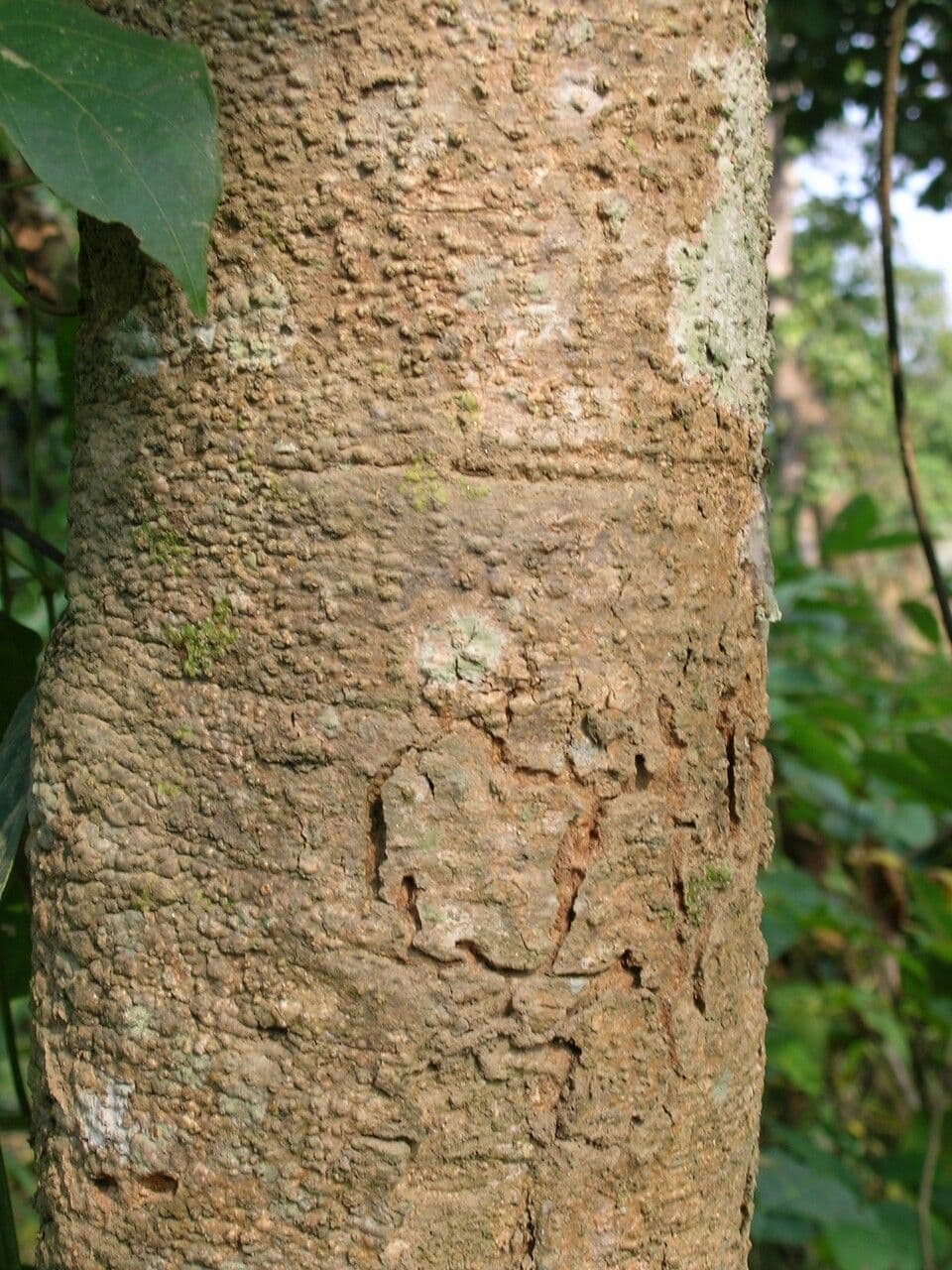 Holarrhena pubescente 18