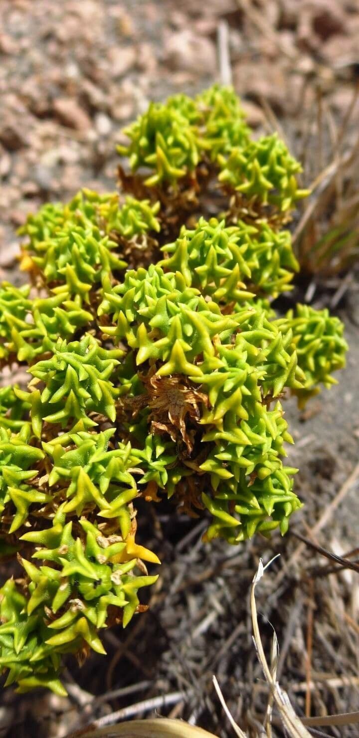 Haplopappus 6