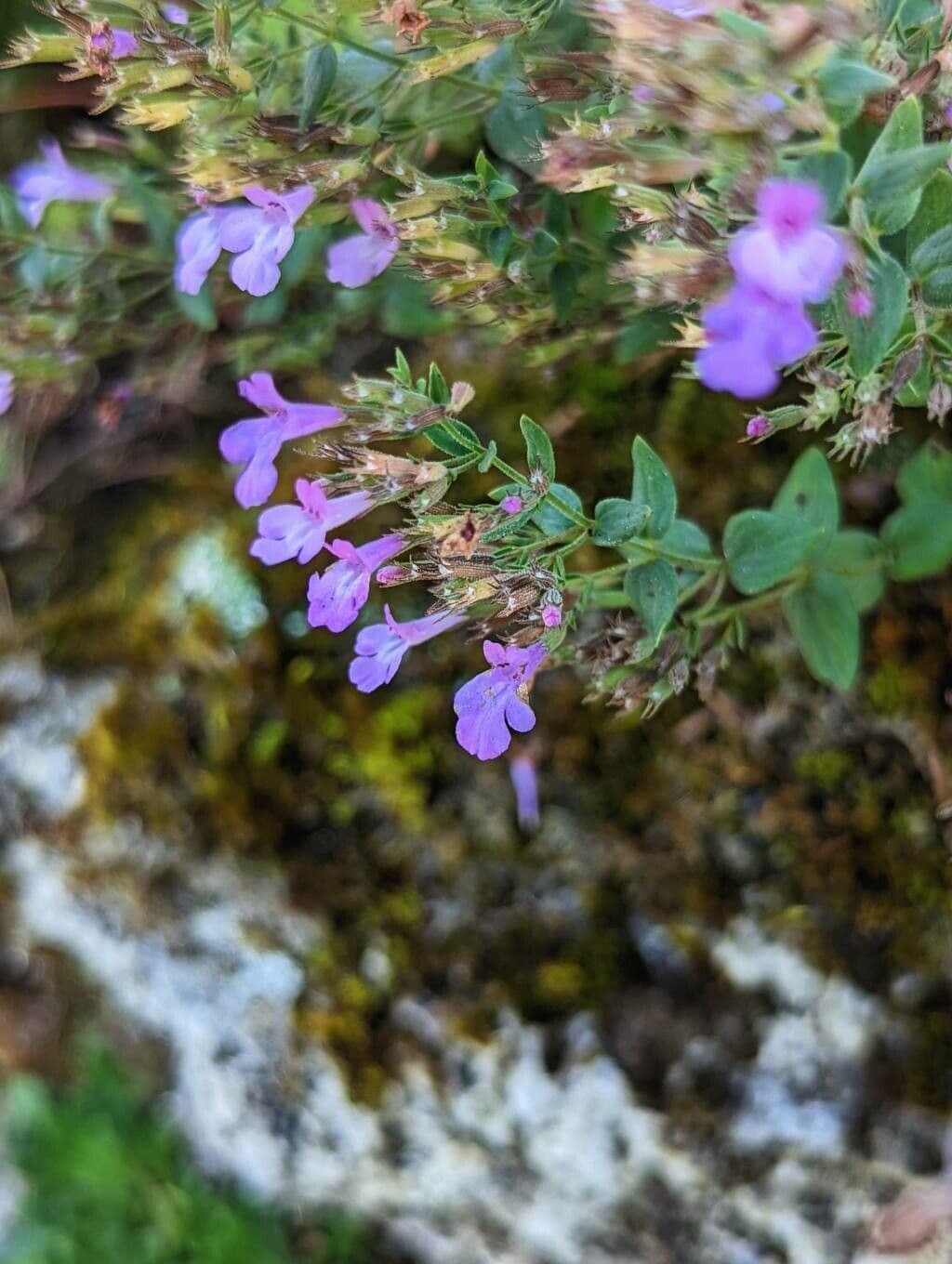 Micromeria 2