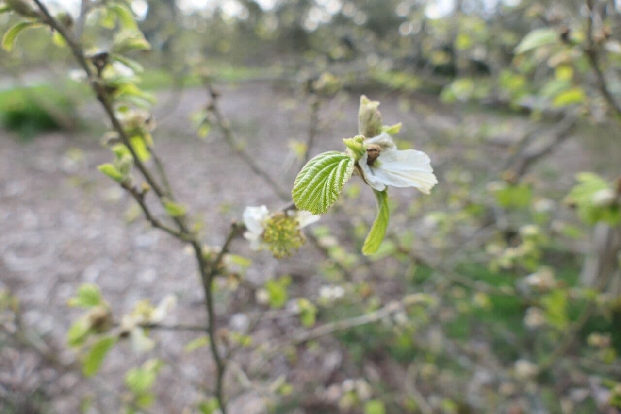Jacquemonts Parrotiopsis 8