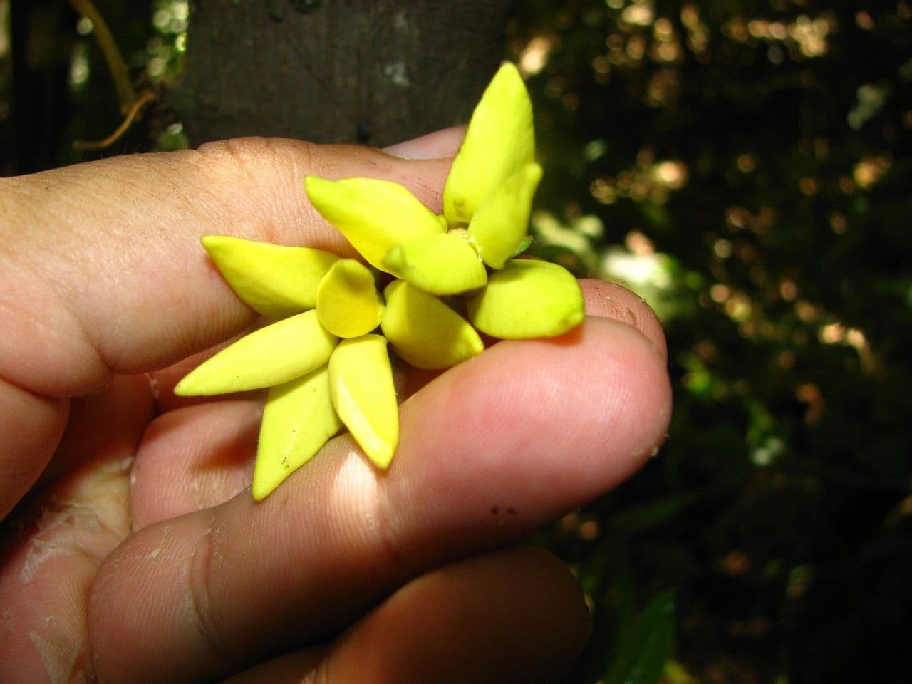 Desmopsis 6