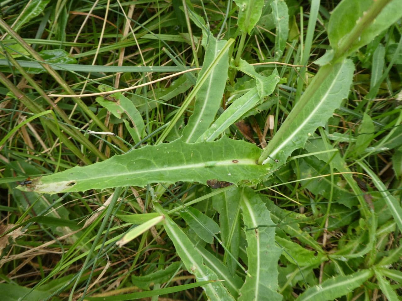 Sonco marittimo 20