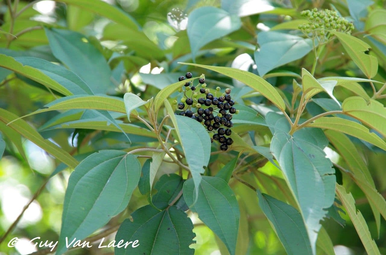 Miconia 2