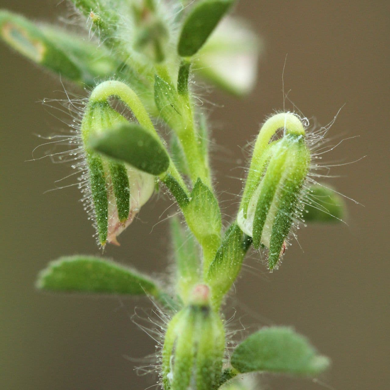 Ononis striata 2