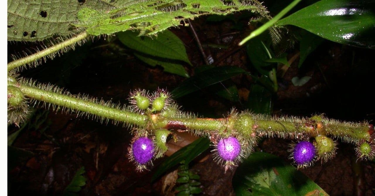 Miconia 19