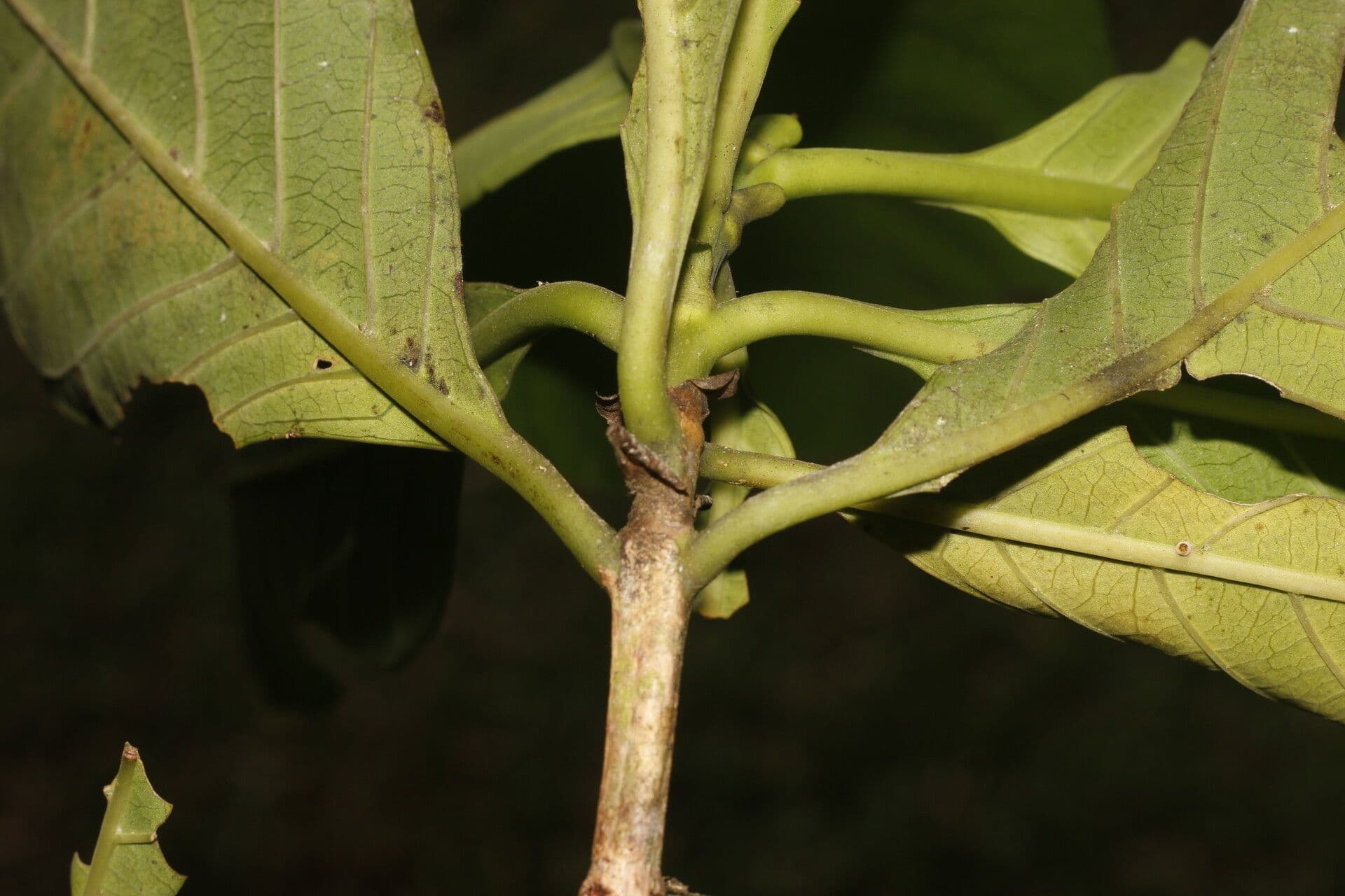 Morinda 6