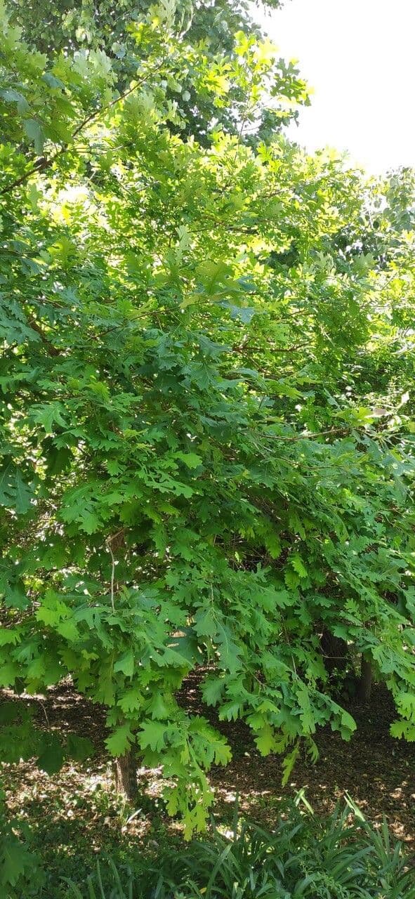 Apfel-Eiche 15
