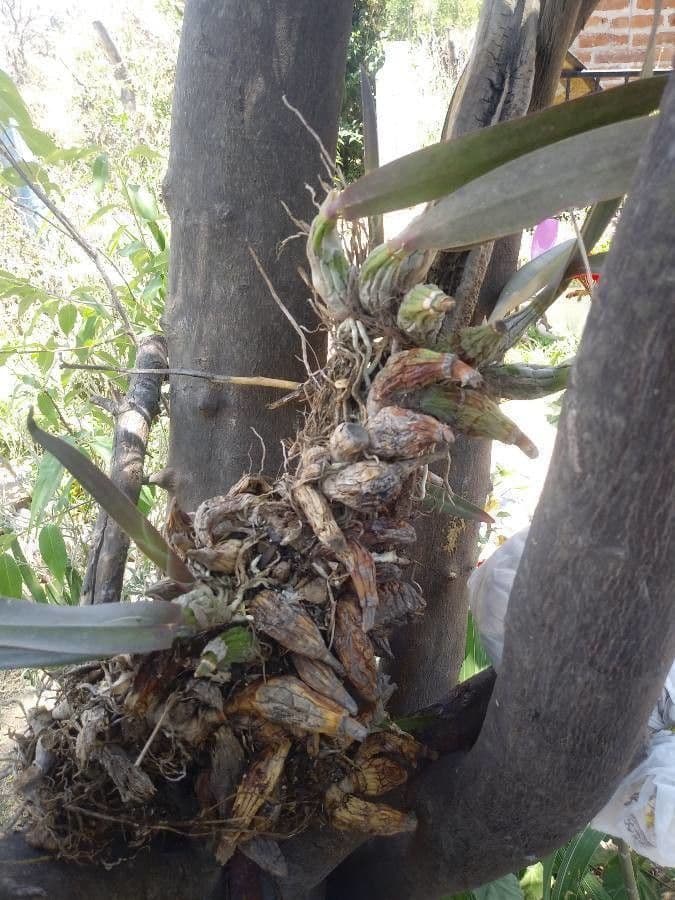 Laelia 2