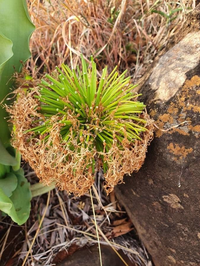 Scadoxus 26
